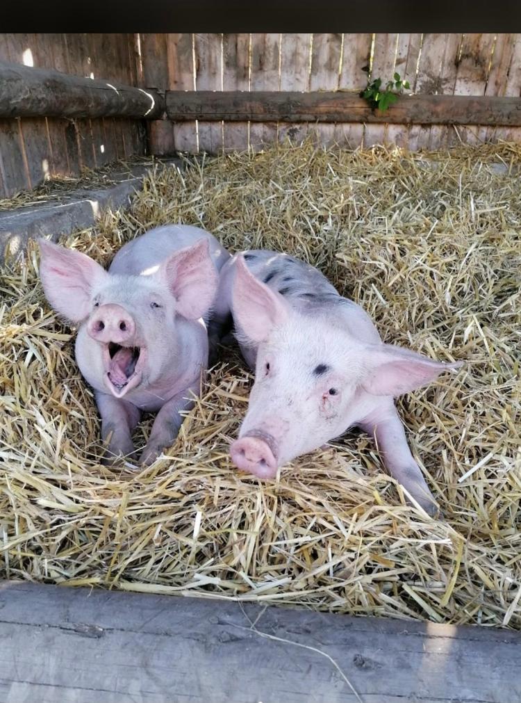 Nussbaumer Am Irrsee Tiefgraben Bagian luar foto