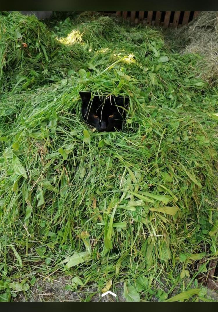 Nussbaumer Am Irrsee Tiefgraben Bagian luar foto