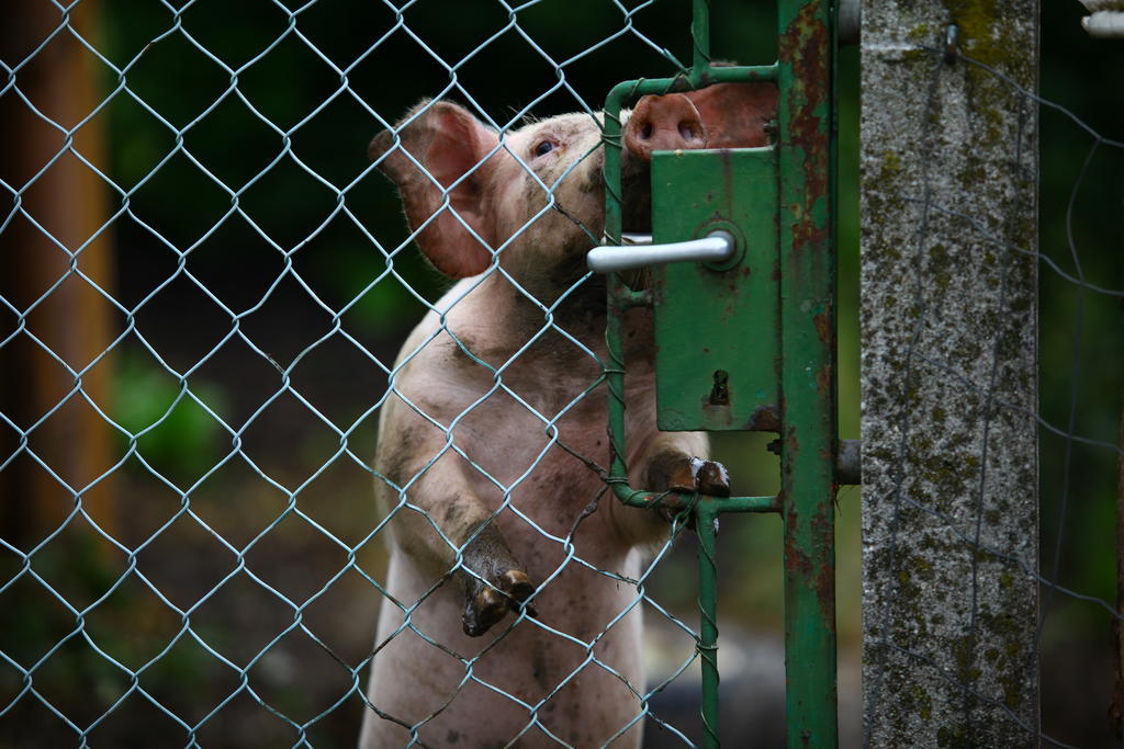 Nussbaumer Am Irrsee Tiefgraben Bagian luar foto